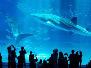 20160826_whale-shark-w-spectators